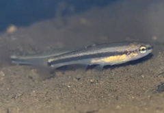 Rhinichthys obtusus
