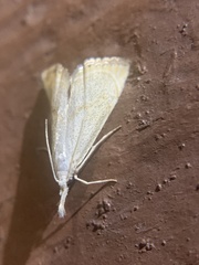 Haimbachia placidellus