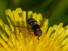 Dasysyrphus intrudens