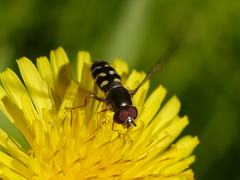 Dasysyrphus intrudens