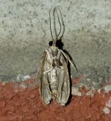 Agonopterix curvilineella