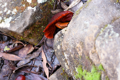 Tubaria rufofulva