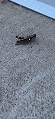 Melanoplus glaucipes