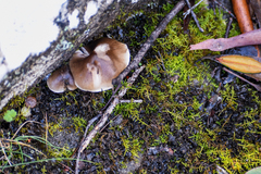Pleurotus purpureo-olivaceus