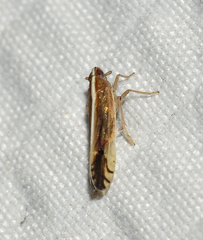 Stenocranus vittatus