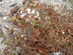 Persicaria prostrata