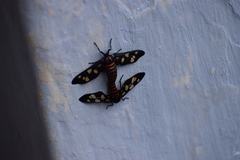 Phoenicoprocta hampsonii