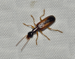 Leptotrachelus dorsalis