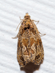 Olethreutes furfuranum