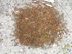 Persicaria prostrata