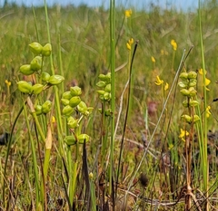 Scheuchzeria palustris
