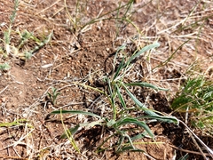 Convolvulus ammannii