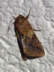 Pyrrhia exprimens