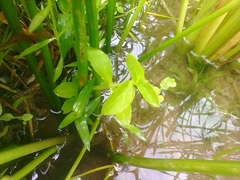 Limnophila aromatica