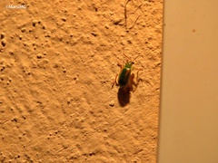 Diabrotica porracea