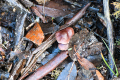 Mycena vinacea