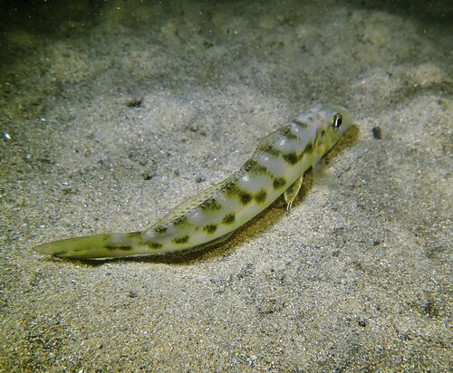 Banded whiting (Sillago maculata) — Sillaginidae — 4