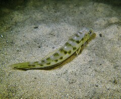 Sillago maculata