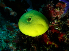 Leucetta chagosensis