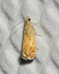 Dichrorampha bittana