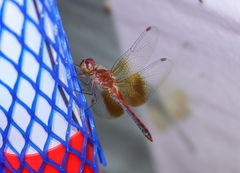 Sympetrum semicinctum