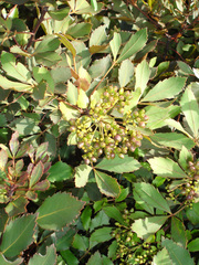 Pseudopanax discolor
