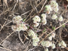 Chorizanthe cuspidata cuspidata