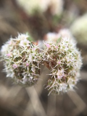 Chorizanthe cuspidata cuspidata