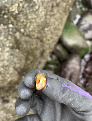 Nucella canaliculata