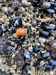 Nucella canaliculata