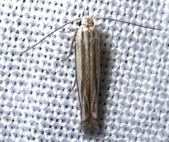 Polyhymno luteostrigella