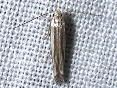 Polyhymno luteostrigella