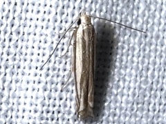 Polyhymno luteostrigella