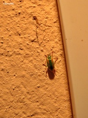Diabrotica porracea