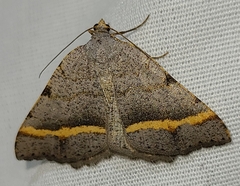 Macaria guenearia