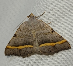 Macaria guenearia