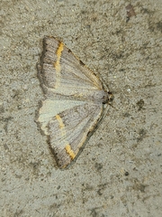 Macaria guenearia