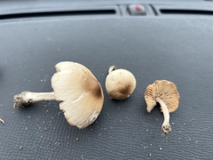 Marasmius nigrodiscus
