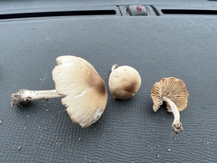 Marasmius nigrodiscus