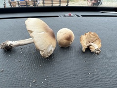 Marasmius nigrodiscus