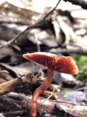 Cortinarius kula