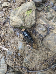 Cryptotympana holsti