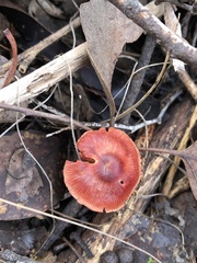 Cortinarius kula