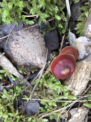 Cortinarius kula