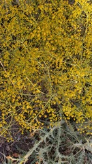 Bilacunaria boissieri