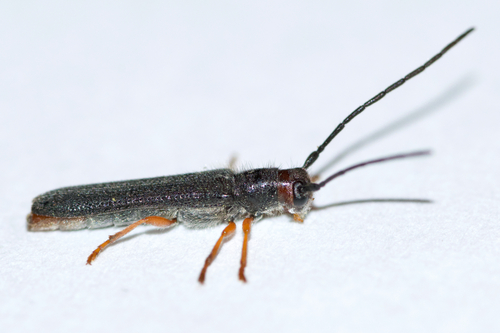 Leafy spurge stem boring beetle