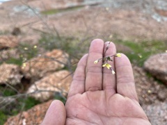Sisymbrium erysimoides