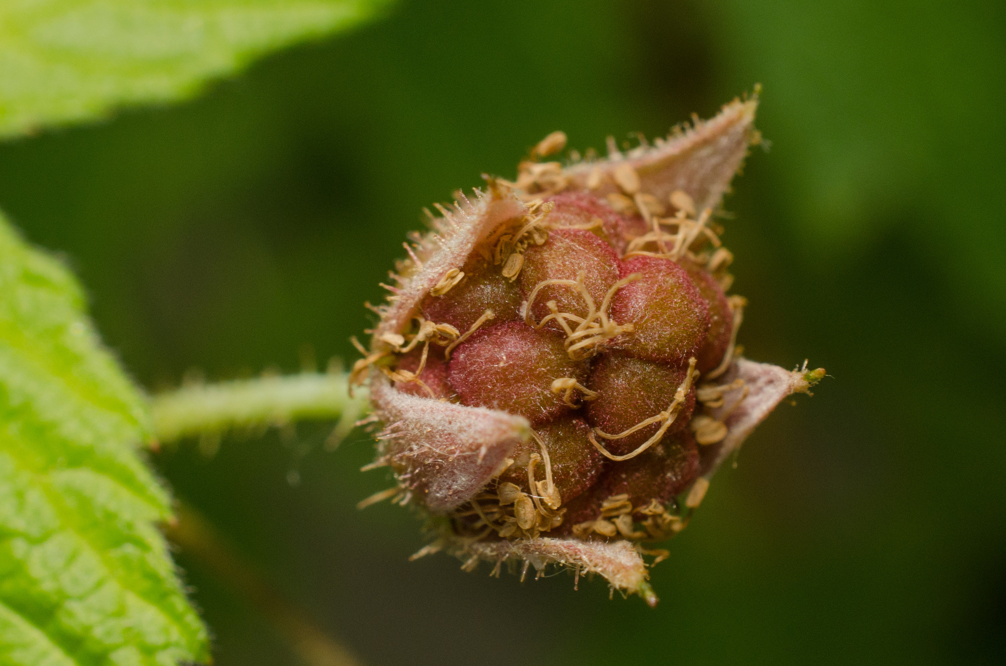 black raspberry Rubus leucodermis leaves, Stanley Park, Vancouver, British  Columbia, Canada Stock Photo - Alamy