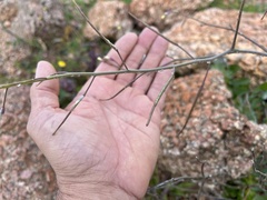 Sisymbrium erysimoides