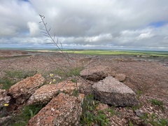 Sisymbrium erysimoides